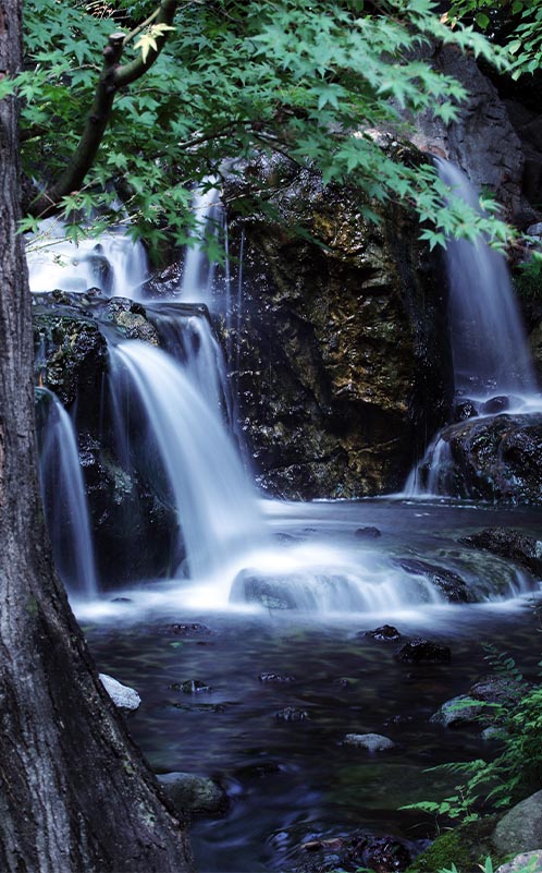白鳥庭園夏の写真1